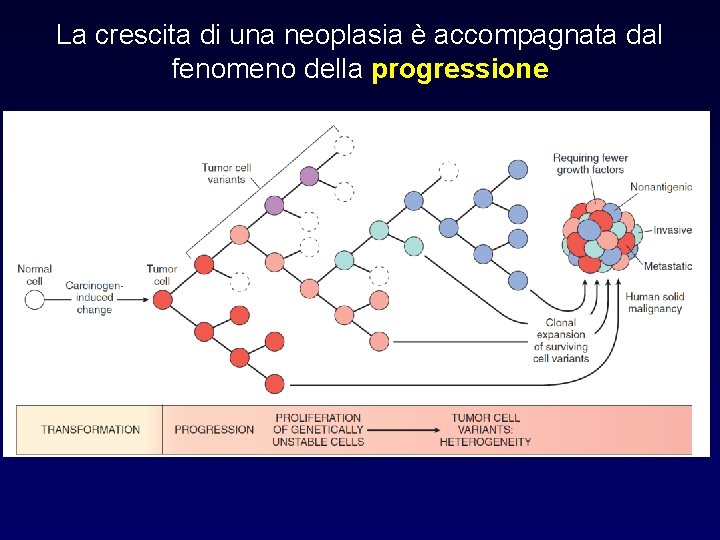 La crescita di una neoplasia è accompagnata dal fenomeno della progressione 