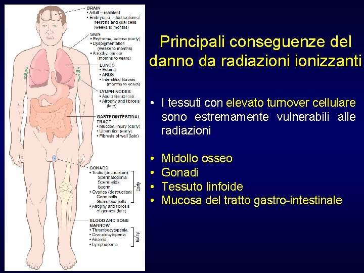 Principali conseguenze del danno da radiazionizzanti • I tessuti con elevato turnover cellulare sono