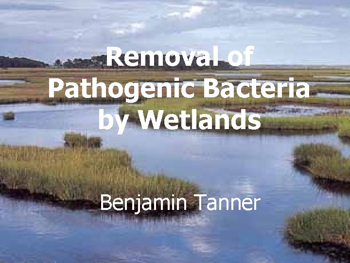Removal of Pathogenic Bacteria Removal of by Wetlands Pathogenic Bacteria by Wetlands Benjamin Tanner