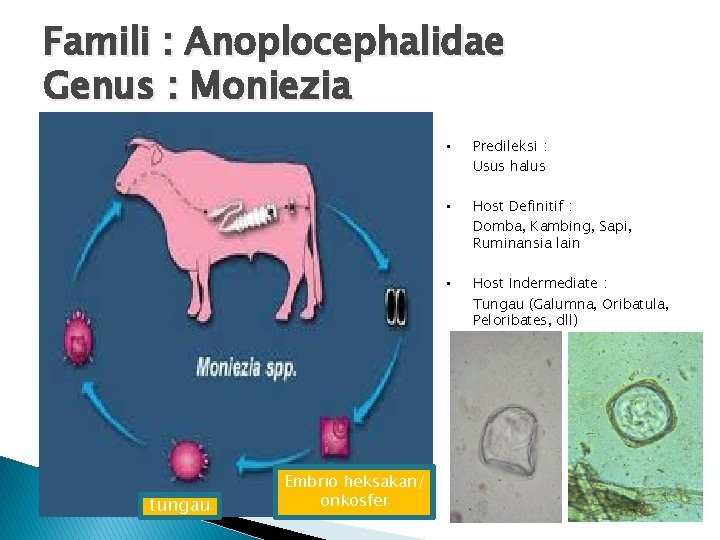 Famili : Anoplocephalidae Genus : Moniezia tungau Embrio heksakan/ onkosfer • Predileksi : Usus