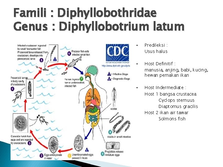 Famili : Diphyllobothridae Genus : Diphyllobotrium latum • Predileksi : Usus halus • Host