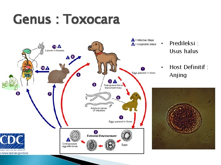 Genus : Toxocara • Predileksi : Usus halus • Host Definitif : Anjing 