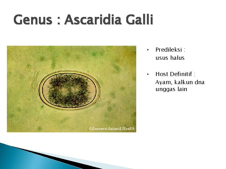 Genus : Ascaridia Galli • Predileksi : usus halus • Host Definitif : Ayam,