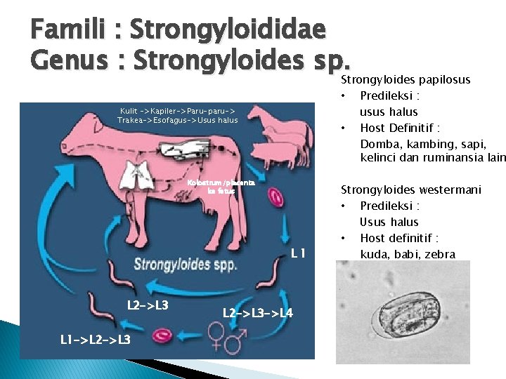 Famili : Strongyloididae Genus : Strongyloides sp. Strongyloides papilosus • Kulit ->Kapiler->Paru-paru-> Trakea->Esofagus->Usus halus