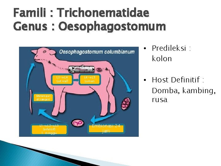 Famili : Trichonematidae Genus : Oesophagostomum • Predileksi : kolon L 3 ->L 4