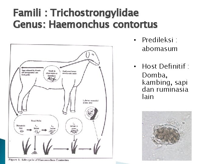 Famili : Trichostrongylidae Genus: Haemonchus contortus • Predileksi : abomasum • Host Definitif :
