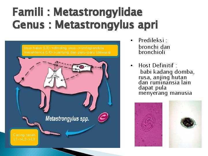 Famili : Metastrongylidae Genus : Metastrongylus apri • Predileksi : bronchi dan bronchioli •