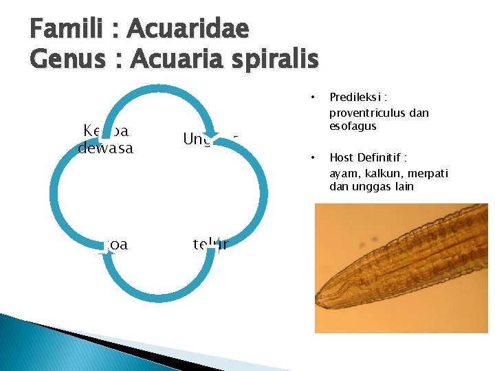 Famili : Acuaridae Genus : Acuaria spiralis Kecoa dewasa Unggas kecoa telur • Predileksi