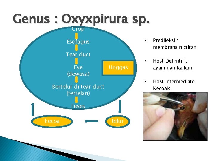 Genus : Oxyxpirura sp. Crop Esofagus Tear duct Eye (dewasa) Unggas Bertelur di tear