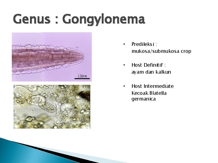 Genus : Gongylonema • Predileksi : mukosa/submukosa crop • Host Definitif : ayam dan