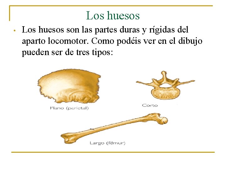Los huesos • Los huesos son las partes duras y rígidas del aparto locomotor.