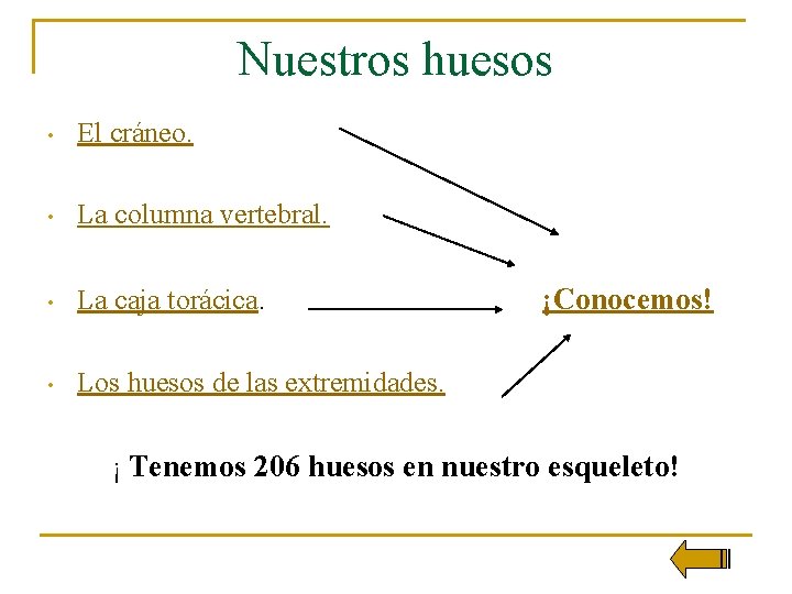 Nuestros huesos • El cráneo. • La columna vertebral. • La caja torácica. •