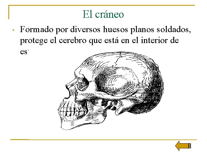 El cráneo • Formado por diversos huesos planos soldados, protege el cerebro que está