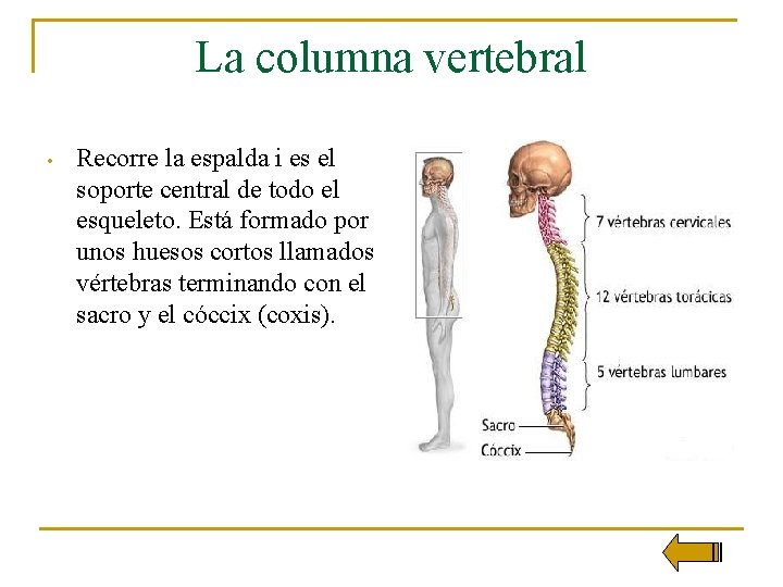 La columna vertebral • Recorre la espalda i es el soporte central de todo