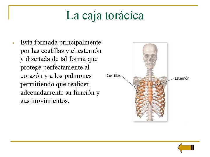 La caja torácica • Está formada principalmente por las costillas y el esternón y