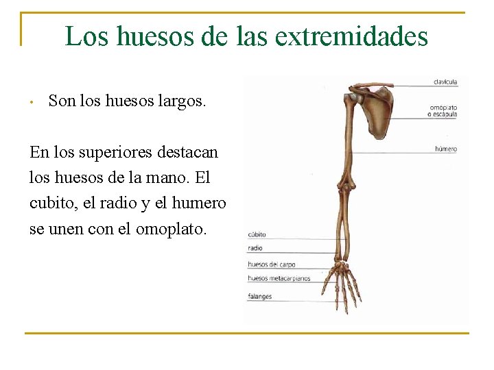 Los huesos de las extremidades • Son los huesos largos. En los superiores destacan