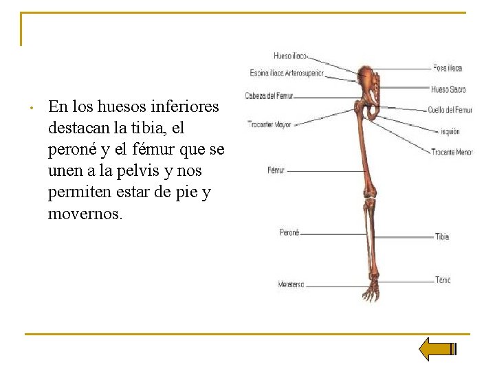  • En los huesos inferiores destacan la tibia, el peroné y el fémur