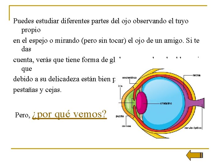 Puedes estudiar diferentes partes del ojo observando el tuyo propio en el espejo o