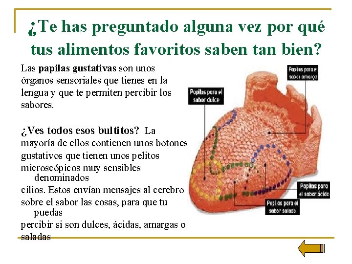 ¿Te has preguntado alguna vez por qué tus alimentos favoritos saben tan bien? Las