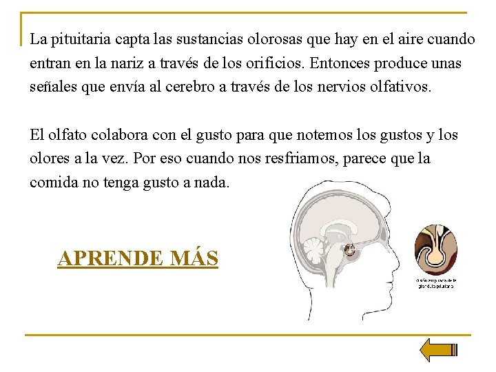 La pituitaria capta las sustancias olorosas que hay en el aire cuando entran en