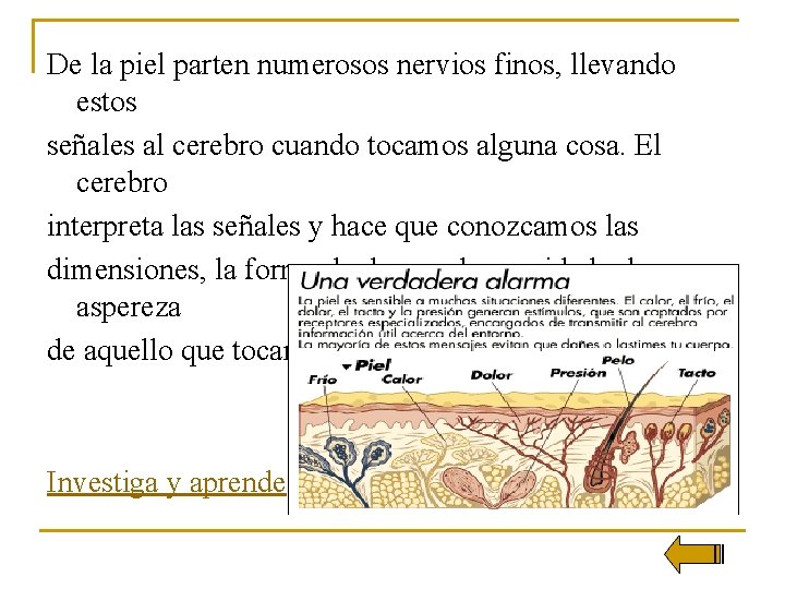 De la piel parten numerosos nervios finos, llevando estos señales al cerebro cuando tocamos
