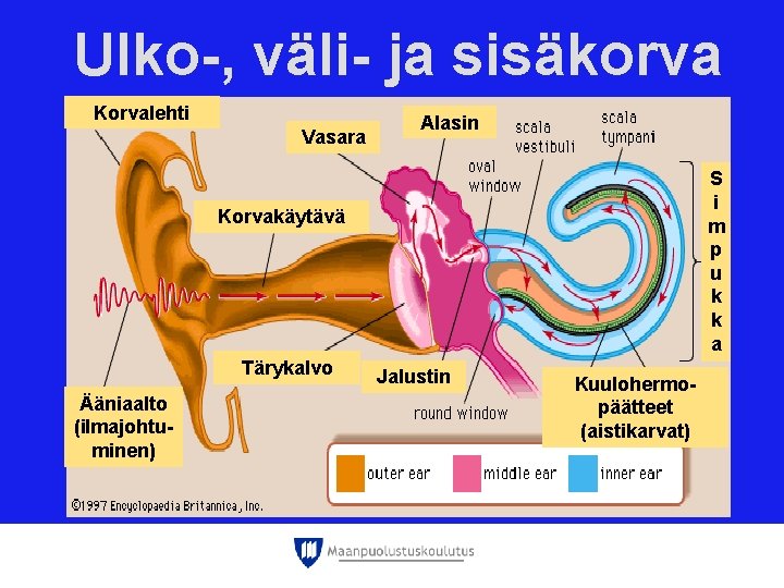 Ulko-, väli- ja sisäkorva Korvalehti Vasara Alasin S i m p u k k Ulko-, väli- ja sisäkorva Korvalehti Vasara Alasin S i m p u k k