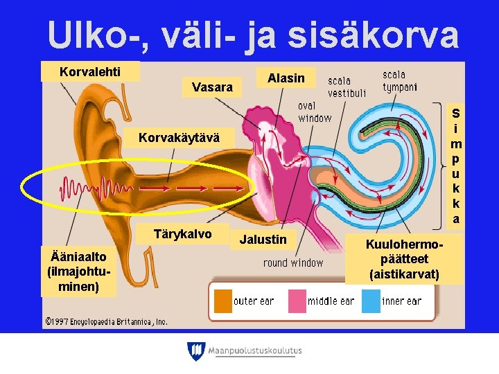 Ulko-, väli- ja sisäkorva Korvalehti Vasara Alasin S i m p u k k Ulko-, väli- ja sisäkorva Korvalehti Vasara Alasin S i m p u k k
