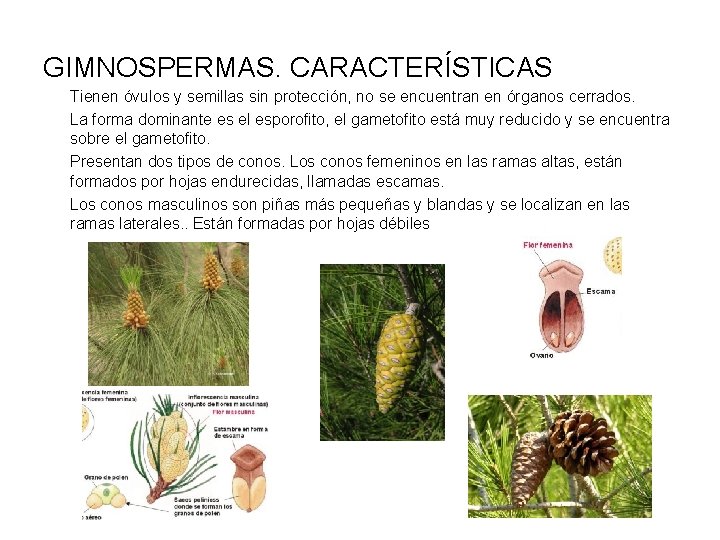 GIMNOSPERMAS. CARACTERÍSTICAS Tienen óvulos y semillas sin protección, no se encuentran en órganos cerrados.