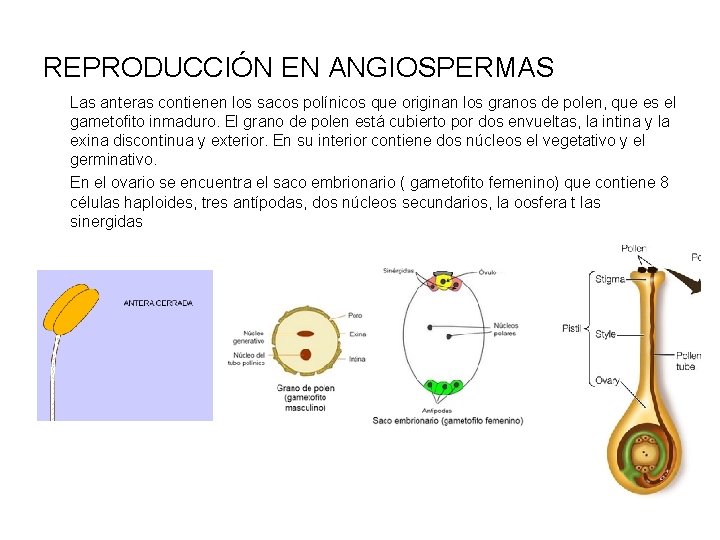 REPRODUCCIÓN EN ANGIOSPERMAS Las anteras contienen los sacos polínicos que originan los granos de