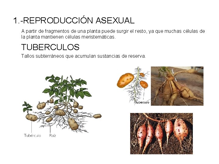 1. -REPRODUCCIÓN ASEXUAL A partir de fragmentos de una planta puede surgir el resto,