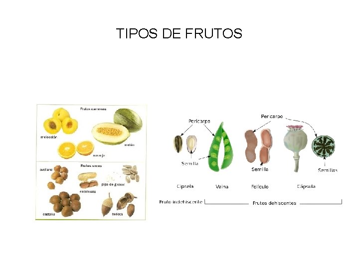 TIPOS DE FRUTOS 