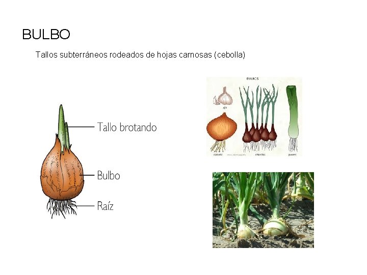 BULBO Tallos subterráneos rodeados de hojas carnosas (cebolla) 