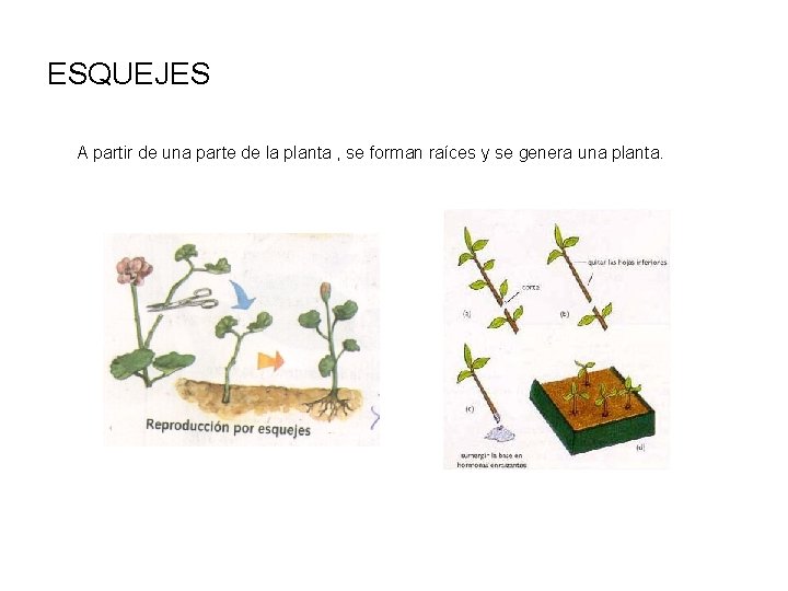 ESQUEJES A partir de una parte de la planta , se forman raíces y