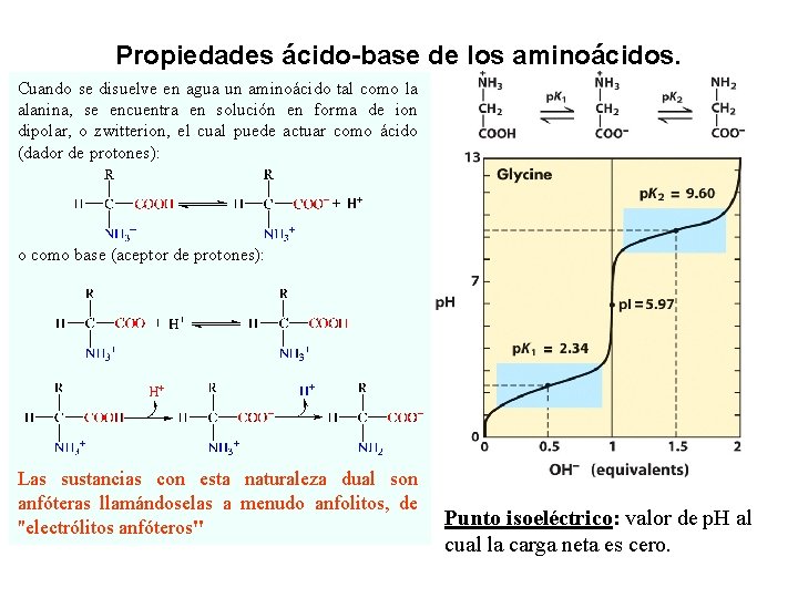 Propiedades ácido-base de los aminoácidos. Cuando se disuelve en agua un aminoácido tal como