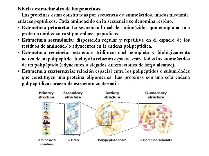 Niveles estructurales de las proteínas. Las proteínas están constituidas por secuencia de aminoácidos, unidos
