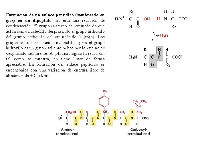 Formación de un enlace peptídico (sombreado en gris) en un dipeptido. Es ésta una