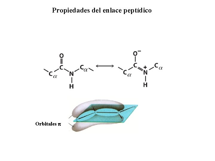 Propiedades del enlace peptídico Orbitales p 
