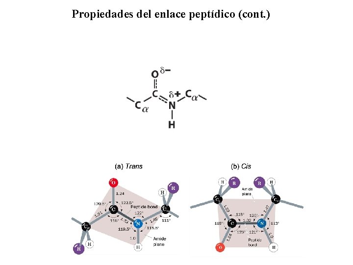 Propiedades del enlace peptídico (cont. ) 