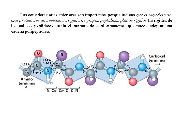Las consideraciones anteriores son importantes porque indican que el esqueleto de una proteína es
