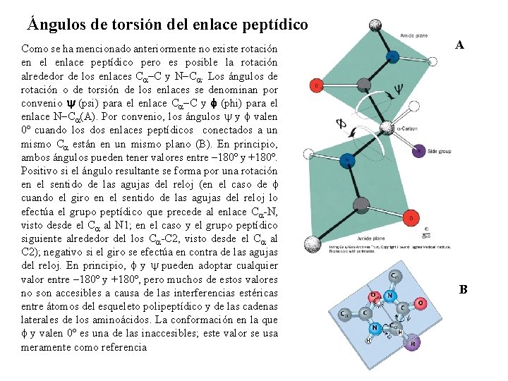 Ángulos de torsión del enlace peptídico Como se ha mencionado anteriormente no existe rotación