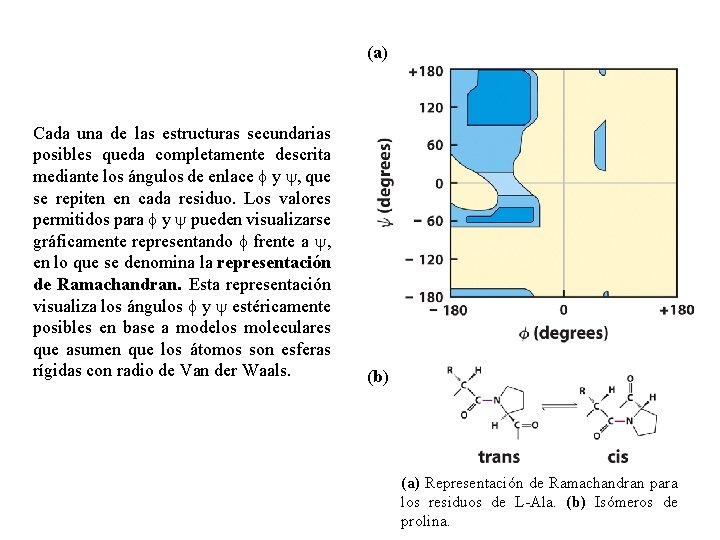 (a) Cada una de las estructuras secundarias posibles queda completamente descrita mediante los ángulos