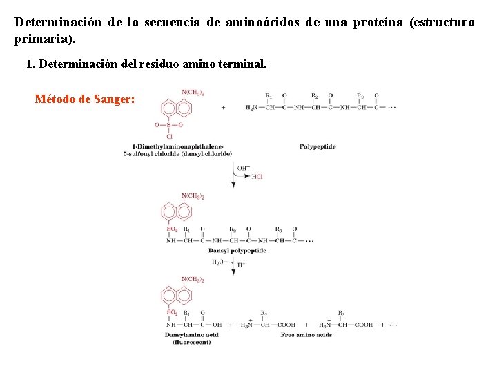 Determinación de la secuencia de aminoácidos de una proteína (estructura primaria). 1. Determinación del