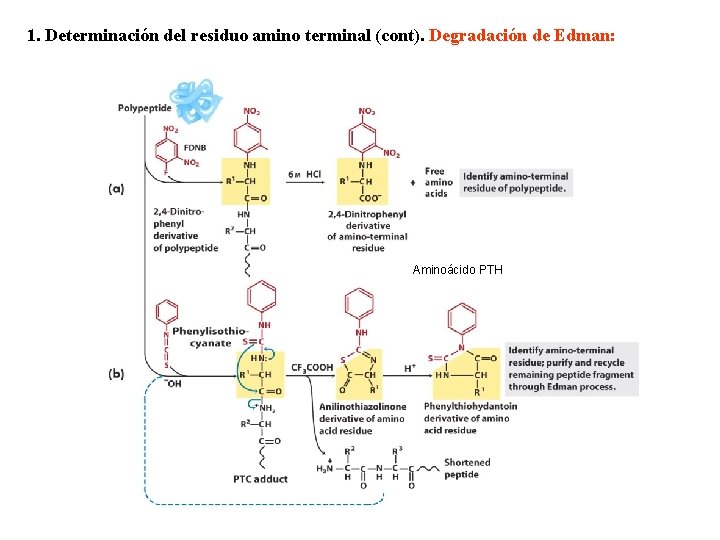 1. Determinación del residuo amino terminal (cont). Degradación de Edman: Aminoácido PTH 