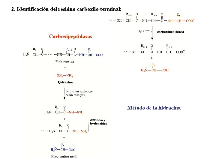 2. Identificación del residuo carboxilo-terminal: Carboxipeptidasas Método de la hidracina 
