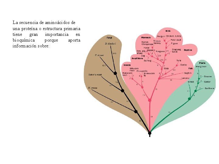 La secuencia de aminoácidos de una proteína o estructura primaria tiene gran importancia en