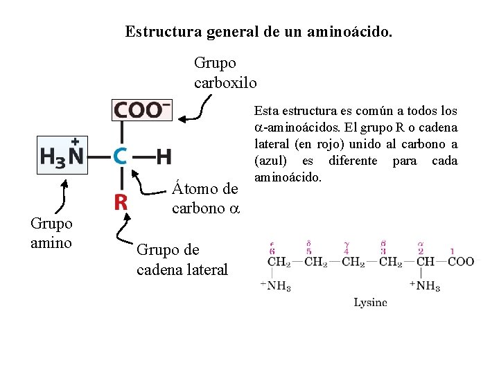 Estructura general de un aminoácido. Grupo carboxilo Grupo amino Átomo de carbono a Grupo