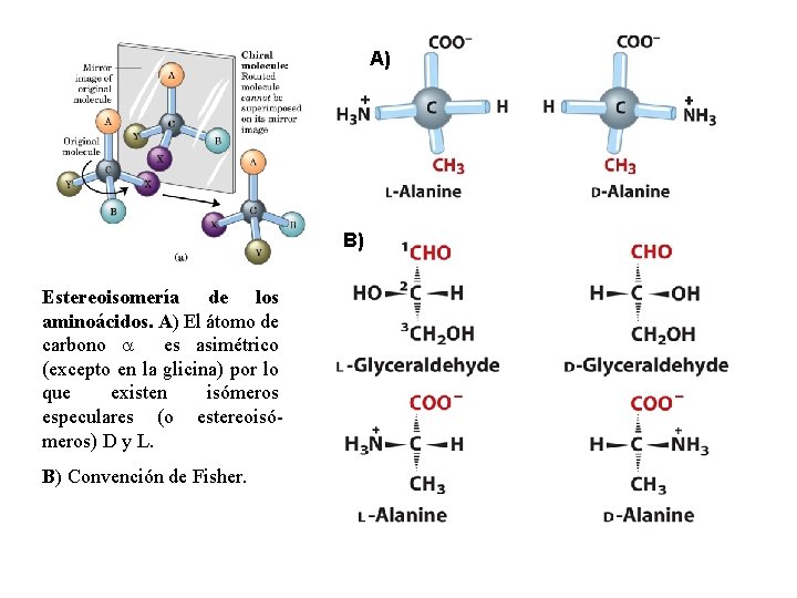A) B) Estereoisomería de los aminoácidos. A) El átomo de carbono a es asimétrico