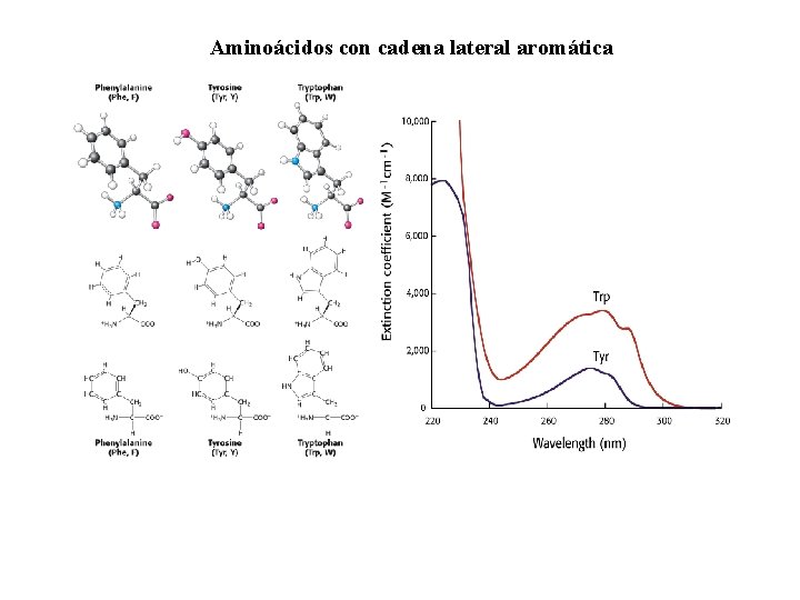 Aminoácidos con cadena lateral aromática 