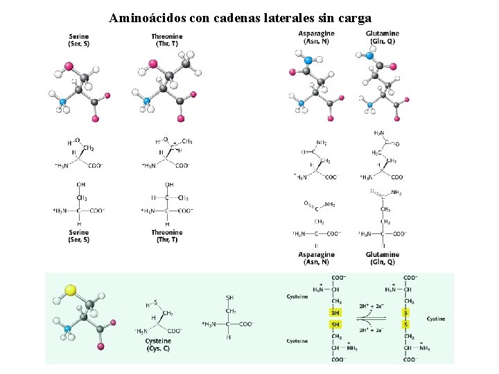 Aminoácidos con cadenas laterales sin carga 