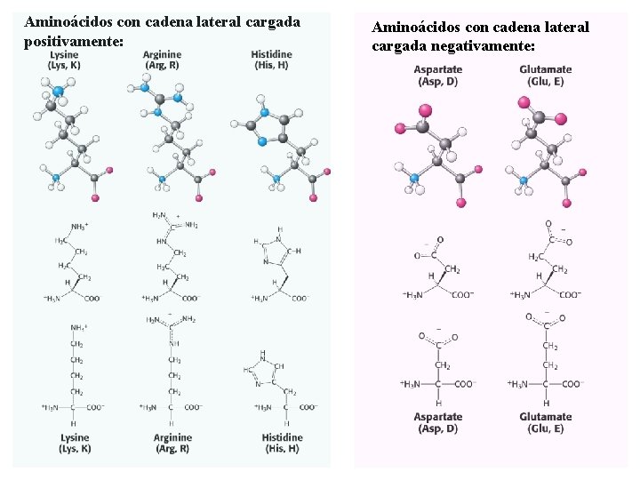 Aminoácidos con cadena lateral cargada positivamente: Aminoácidos con cadena lateral cargada negativamente: 
